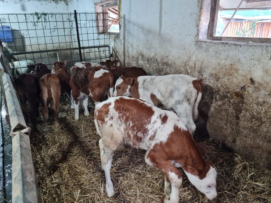 Vând viței masculi