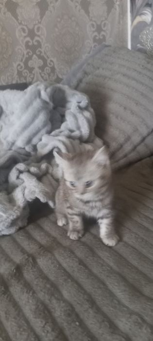Британский котенок.