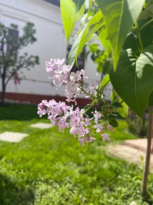 Casa central deosebita