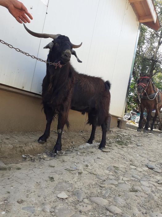 Dau țap bun , la schimb pe o oaie buna