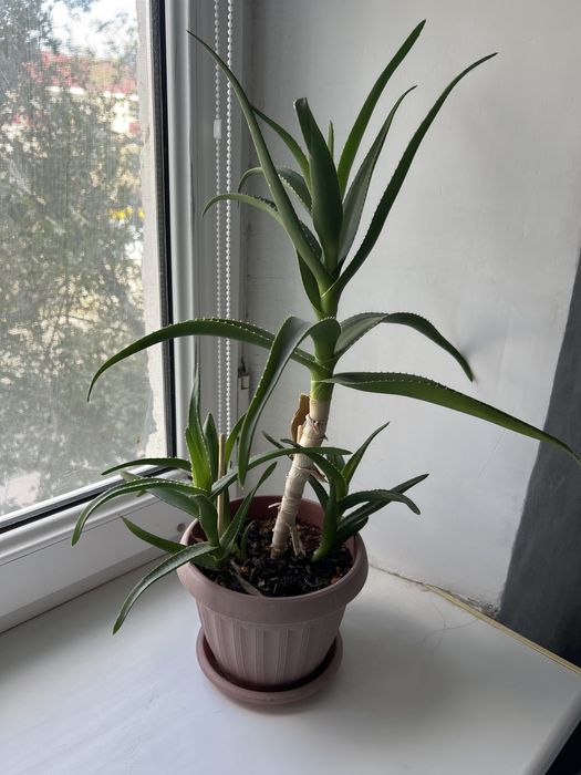 Лечебное алое домашнее