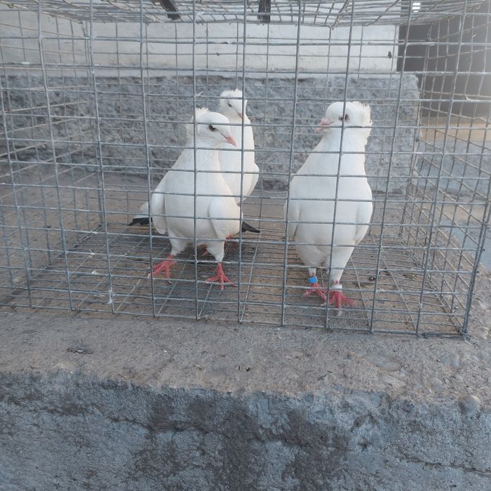 Бели чернахвость бровястые  самец