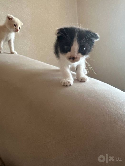 Scottish fold mushuk bolalari