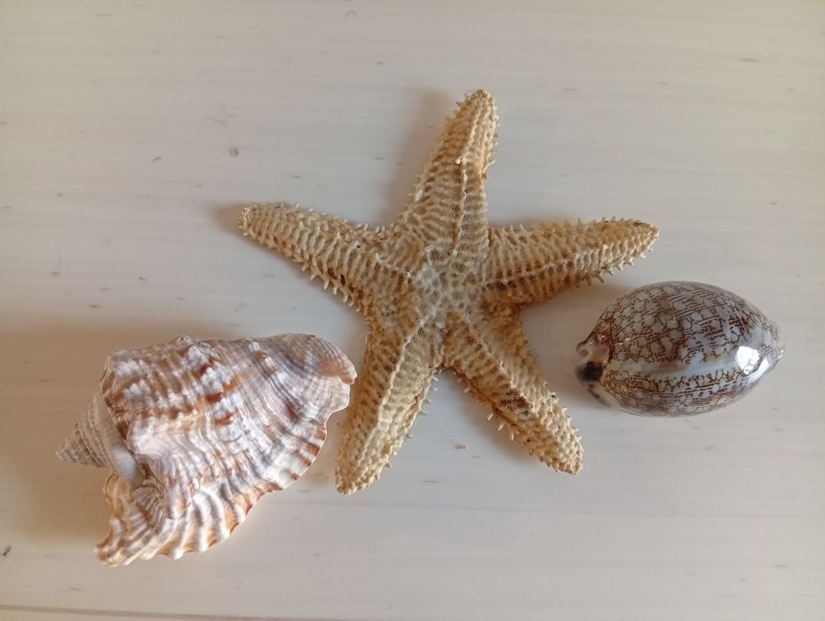 Морская звезда, ракушки