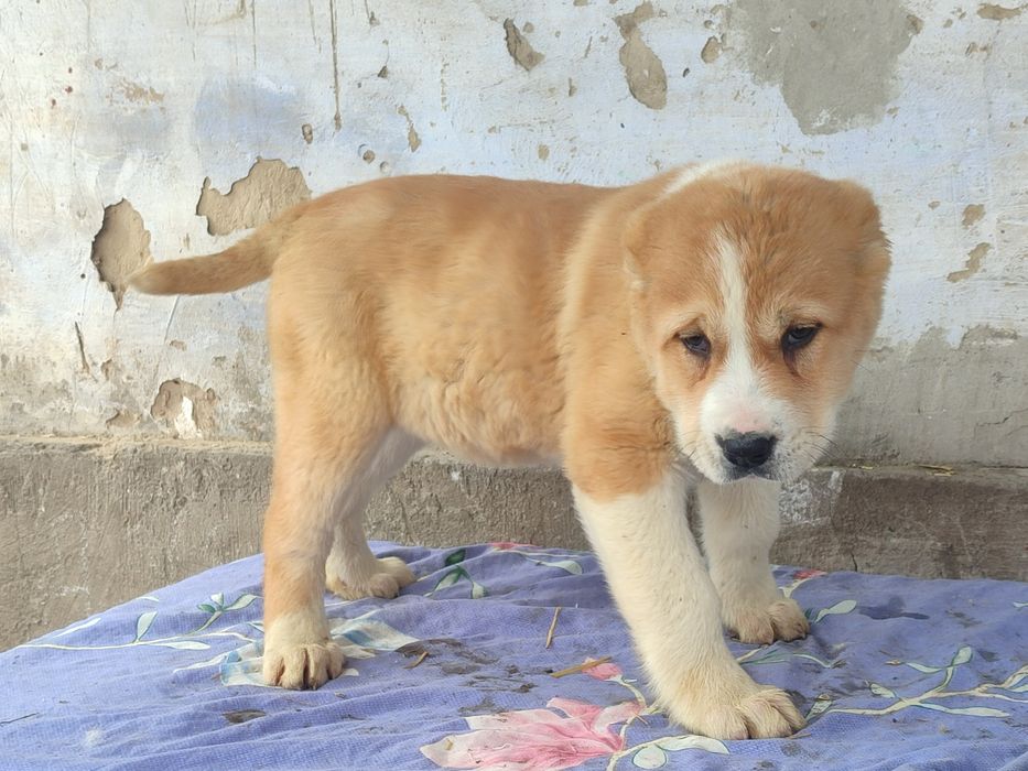 Шикарная девочка САО Алабай