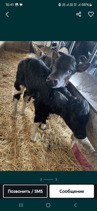 бузаулар 2 кунен бастап 1 айлыкка дейн