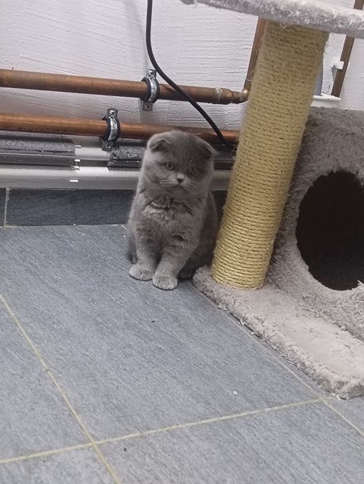 Pisica Scottish Fold