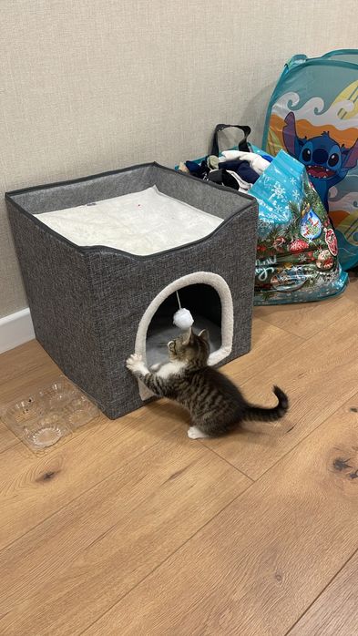 Продам котенка британка 2 мес