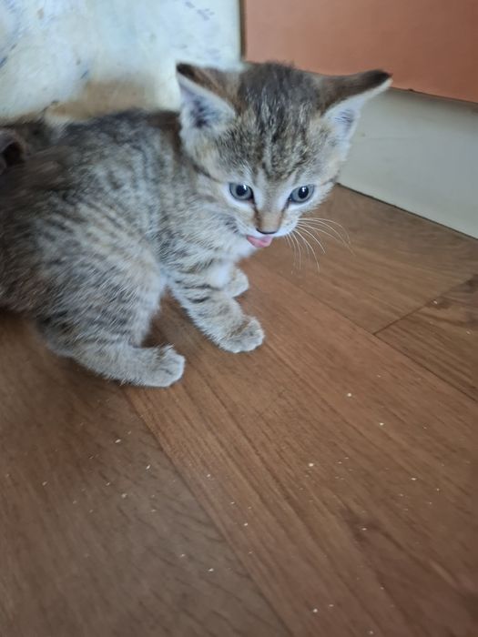 Отдам даром котят