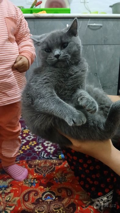 Zotdor mushuk aqilli
