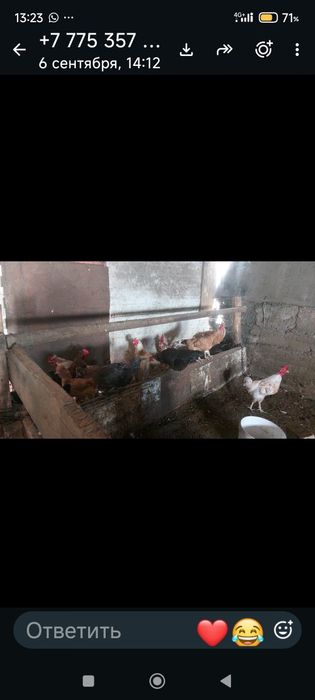 Куры домашние, 10 штук