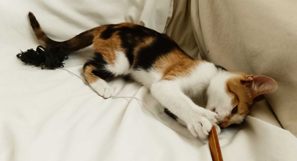 Подарявам малко котенце/ Kleine Katze zu verschenken