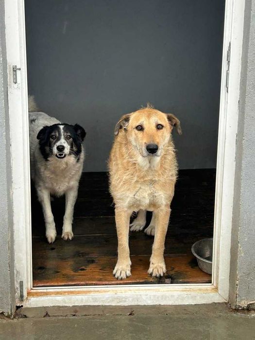 Adopta un caine - un sufletel are nevoie de stapan!