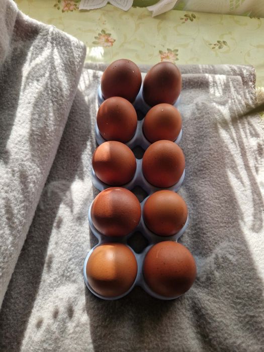 Ouă marans francez