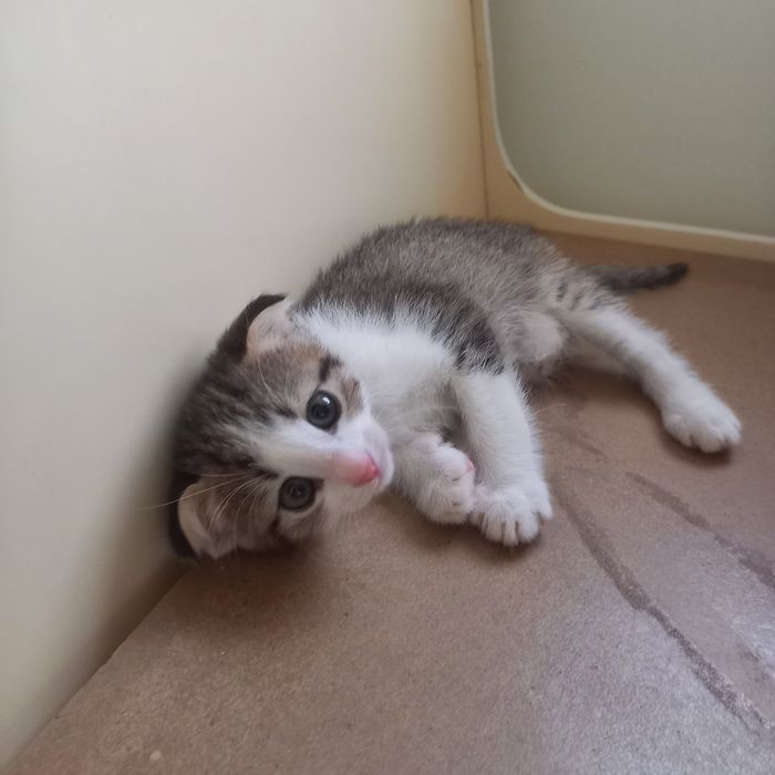 Вислоухие котята 1,5 м {мальчики}