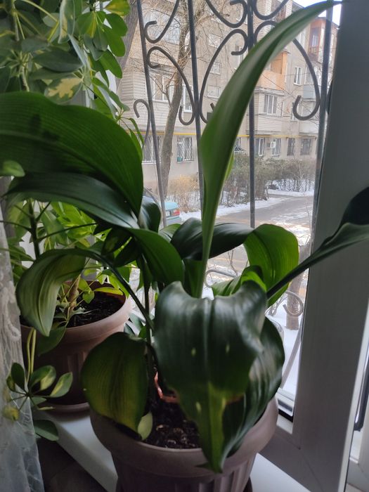 Продается комнатные цветы