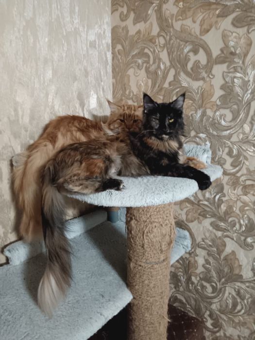 Продам котёнка мейкун