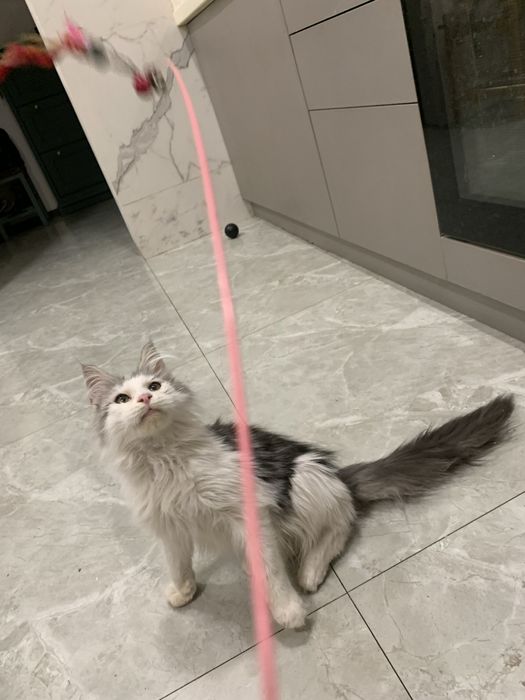 Мальчик мейнкун с родословной