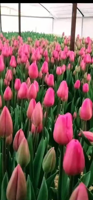 Тюльпаны оптом и в розницу