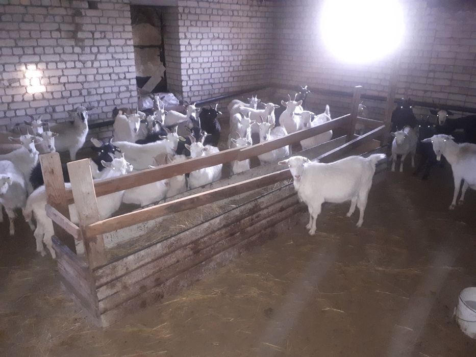 Продам крестьяское хозяйство