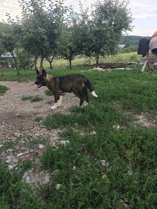 Mascul Akita american