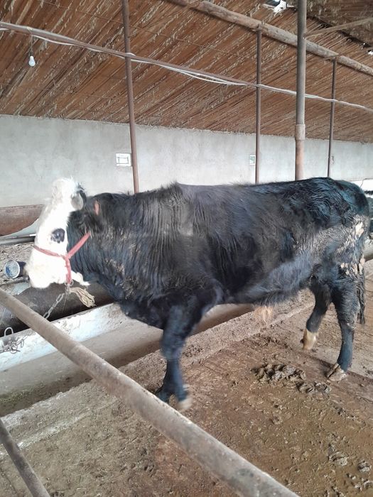 Бука сатылады саудасы бар