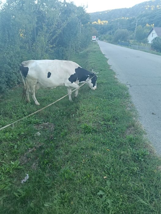 Vaca gestanta in 5 luni