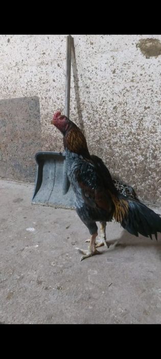 Продам питуха дакан