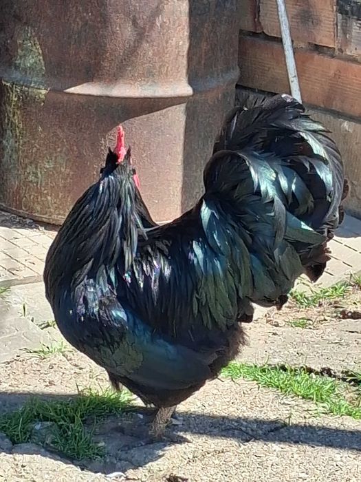 Петли порода Австралорп