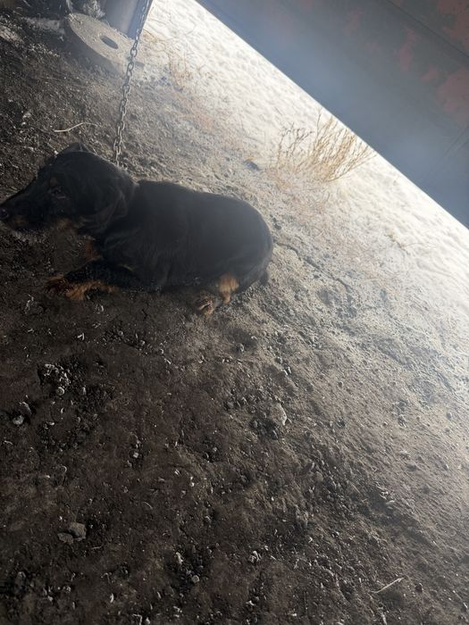 Продам ягтерера