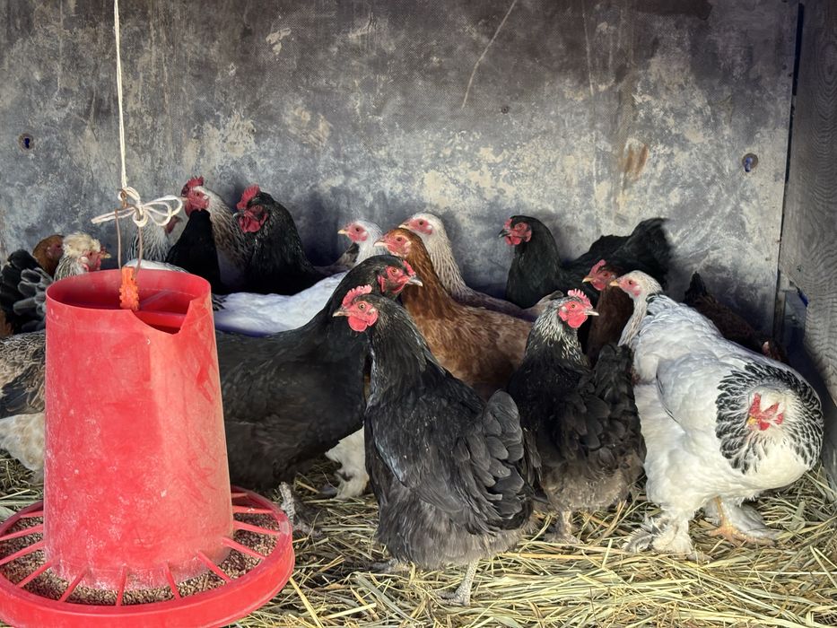 Продам домашних курей