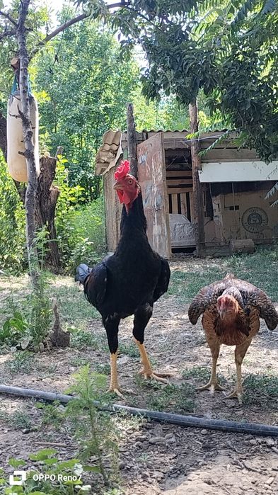 Дакан чолпан продам