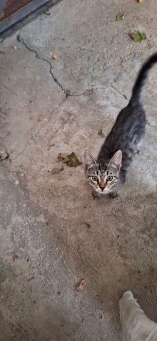 Отдадим котёнка в добрые руки. Мальчик 3 мес.