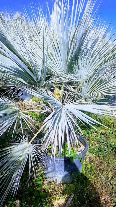 Palmieri rezistenti iarna