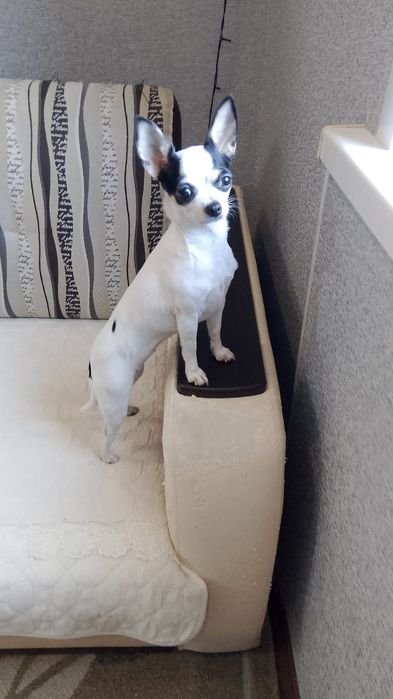 Животные. Вязка Чихуахуа