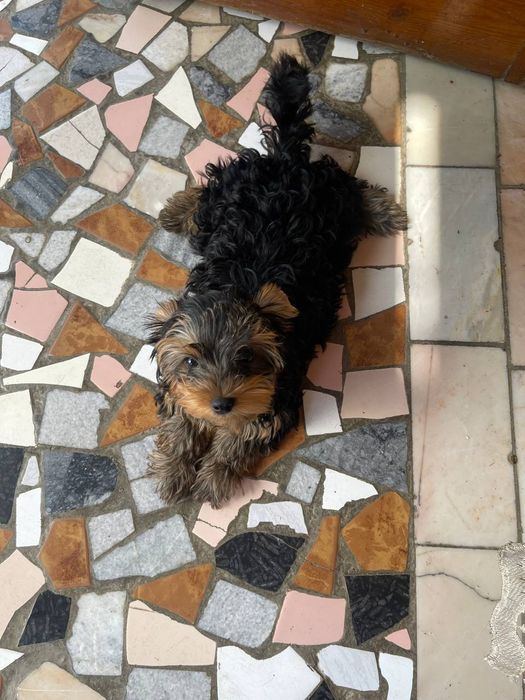 Эксклюзивный щенок Йорка Мини мальчик 3 месяца