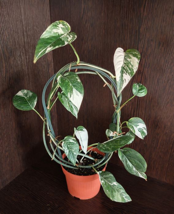 Эпипрениум Пиннатум