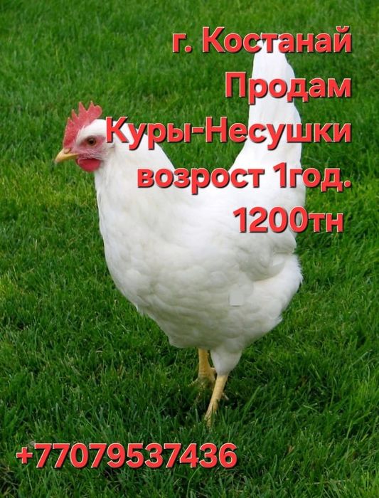 Продаются куры несушки