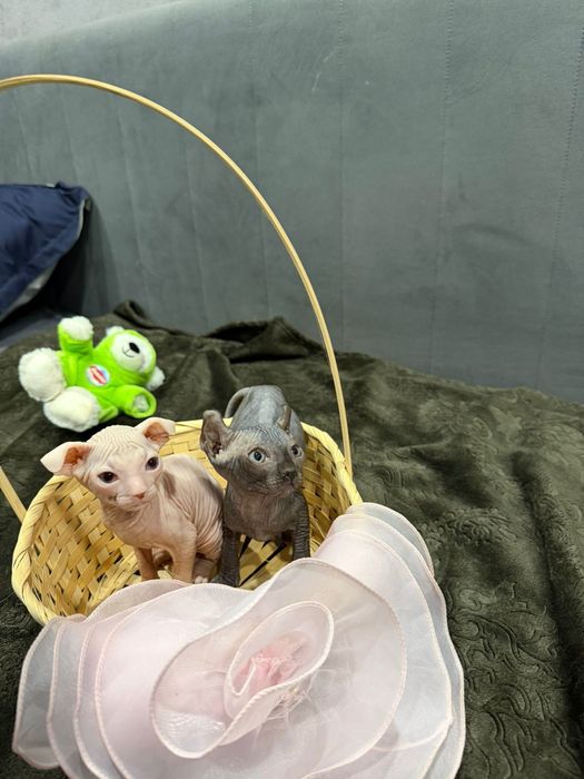 Очаровательные сфинксы