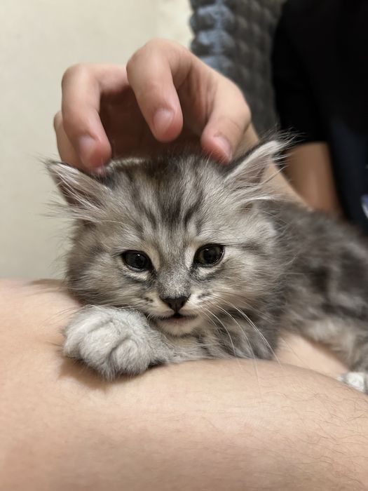 отдам котенка в добрые руки