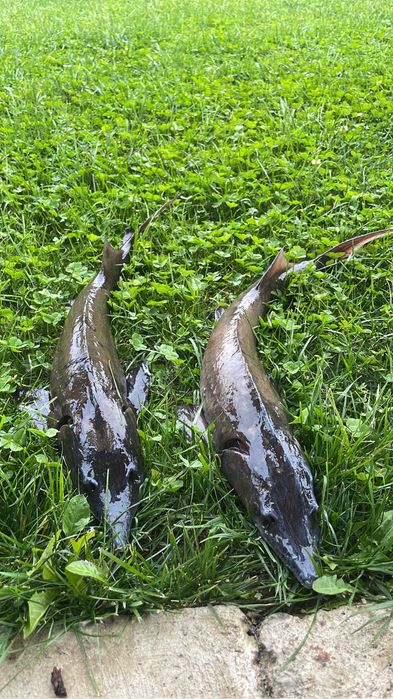 Sturion viu/afumat pe baza de comanda