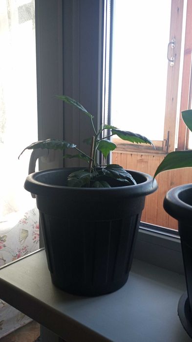 Алоэ лечебный продам