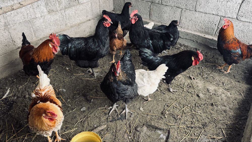 Әтештер сатылат жас 5000мыңнан.