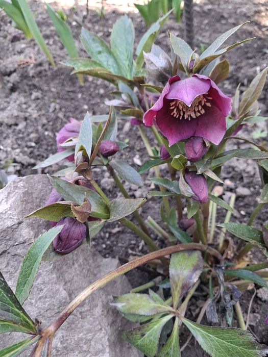 Продам садовые цветы