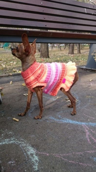 Свитерки для собак и кошек