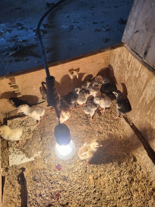 Сатамын дакан шожелер 3500 суточный