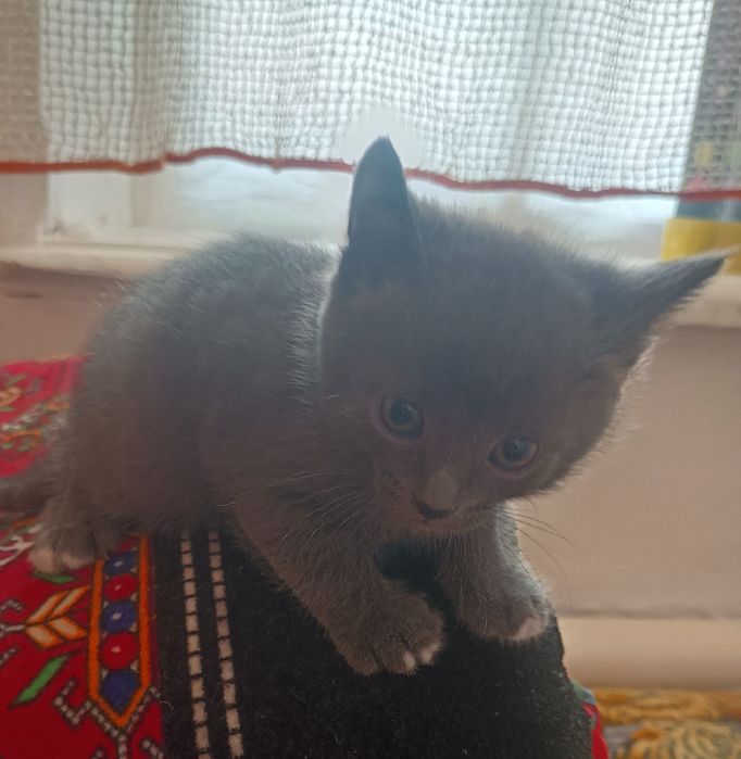 Отдам котят в добрые руки.
