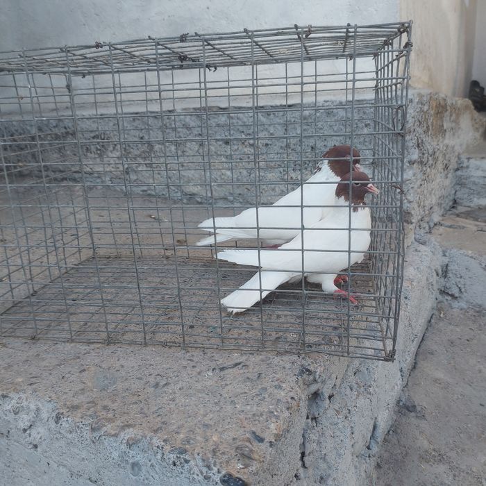 Кызылбас пара лет с игрой