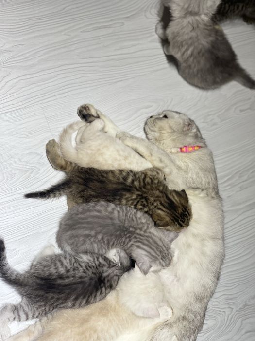 Котята чистокровные. Toza zotli mushukchalar sotiladi.