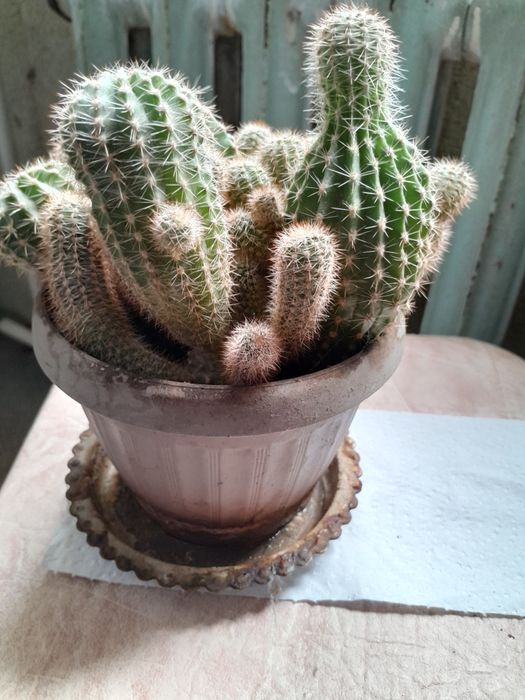 Продаются разные цветы.